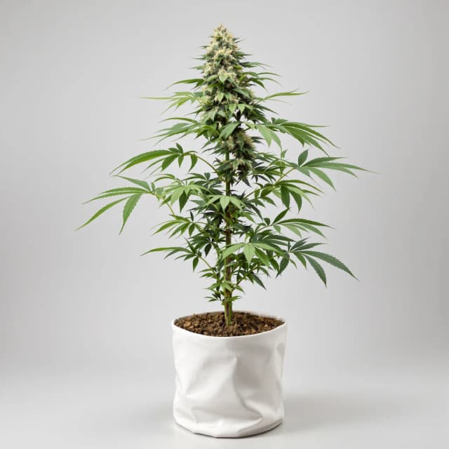 Candy Cane cannabis seeds packaging — Royal King Seeds Australia