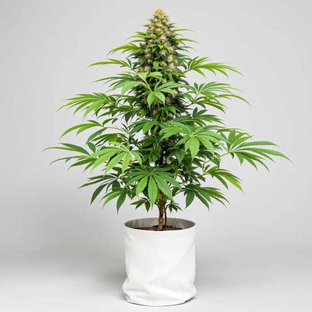 Dream Queen cannabis seeds packaging — Royal King Seeds Australia