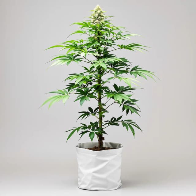 Magnum cannabis seeds packaging — Royal King Seeds Australia