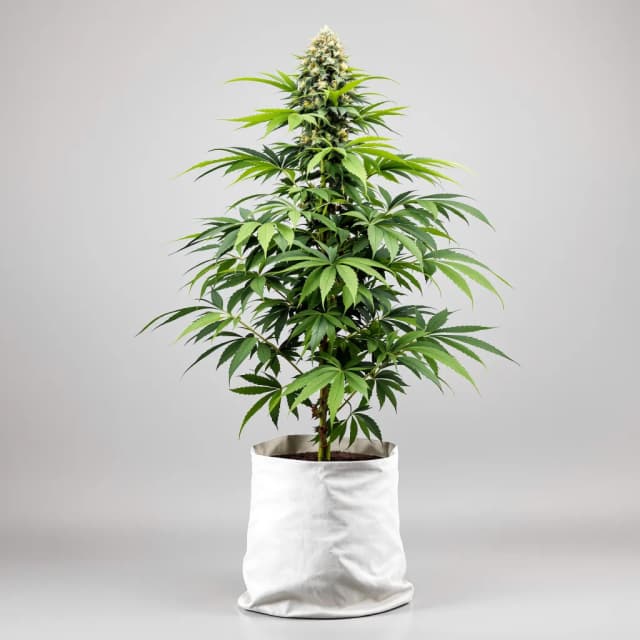 Special Kush #1 cannabis seeds packaging — Royal King Seeds Australia