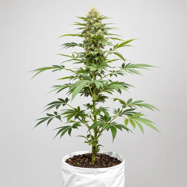 Venus OG cannabis seeds packaging — Royal King Seeds Australia