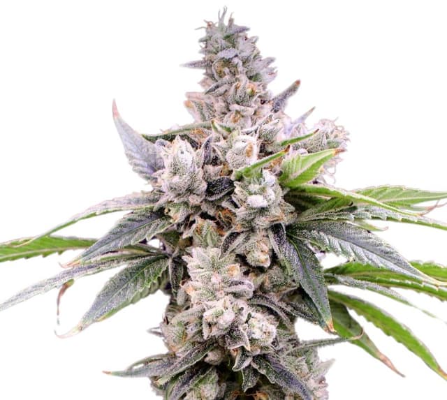 Butterscotch cannabis seeds packaging — Royal King Seeds Australia