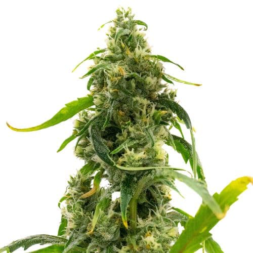 Candyland Peyote cannabis seeds packaging — Royal King Seeds Australia