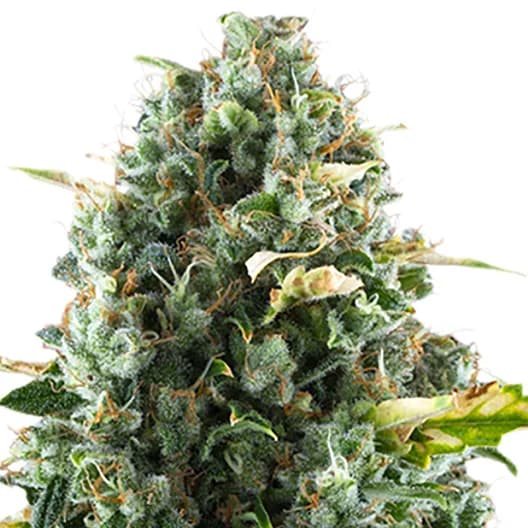 Cheeseburger cannabis seeds packaging — Royal King Seeds Australia