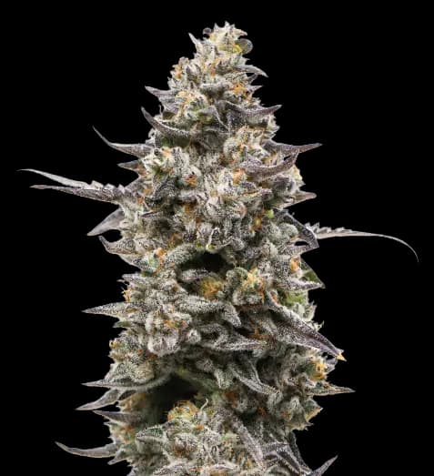 Divine CBD cannabis seeds packaging — Royal King Seeds Australia
