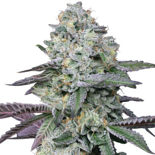 Goo cannabis seeds packaging — Royal King Seeds Australia