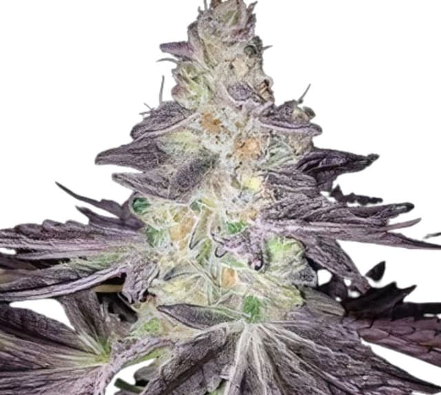 Mendo Breath cannabis seeds packaging — Royal King Seeds Australia