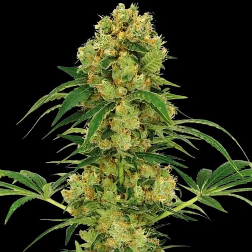 Neptune OG cannabis seeds packaging — Royal King Seeds Australia