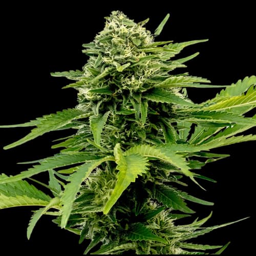 Sour Jack cannabis seeds packaging — Royal King Seeds Australia