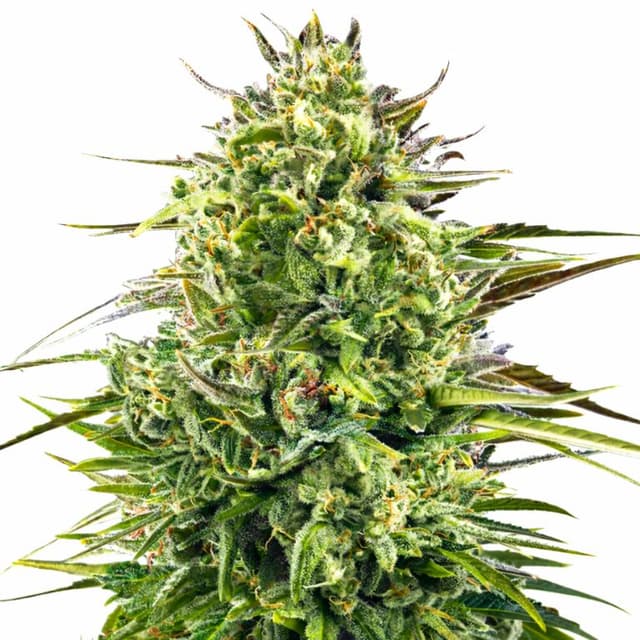 Alien OG cannabis seeds packaging — Royal King Seeds Australia