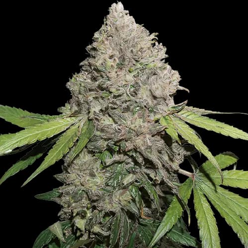 Berry Noir cannabis seeds packaging — Royal King Seeds Australia
