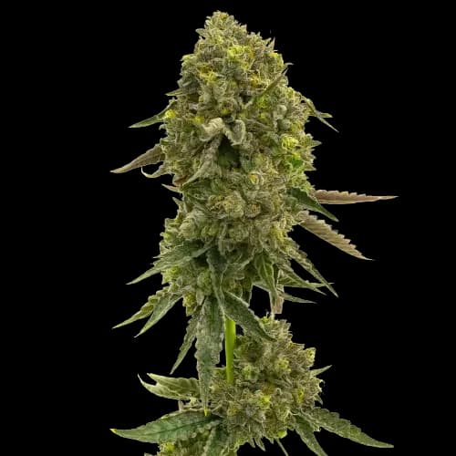 Flying Princess Feminized